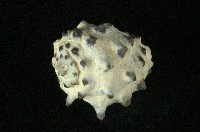 白齒岩螺藏品圖，第2張